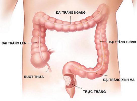 Đại tràng nằm ở vị trí nào