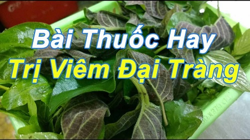 Chữa viêm đại tràng bằng lá mơ lông