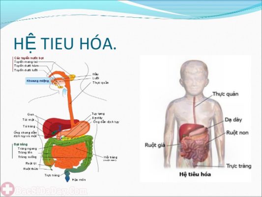 hệ tiêu hóa là gì