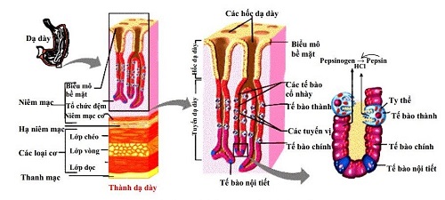 chất nhầy trong dịch vị có tác dụng gì