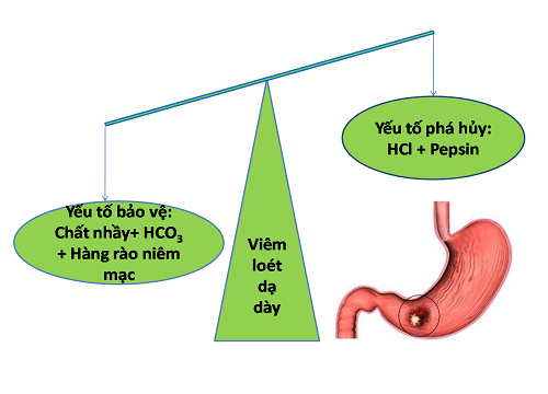 chất nhầy trong dịch vị có tác dụng gì